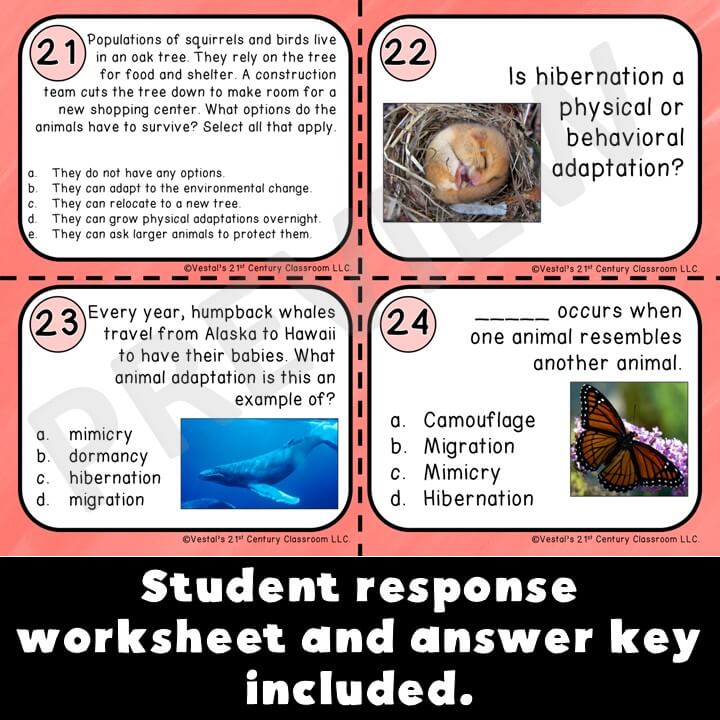 animal-adaptations-task-cards-p2026-3